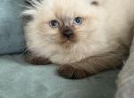 Seal point male - Ragdoll Cat For Sale - Butler&comma; PA&comma; US