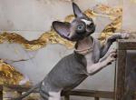 Nero - Sphynx Kitten For Sale - Mundelein&comma; IL&comma; US