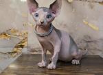 Zephyr - Sphynx Kitten For Sale - Mundelein&comma; IL&comma; US