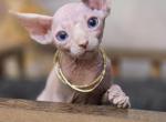 Lyra - Sphynx Kitten For Sale - Mundelein&comma; IL&comma; US
