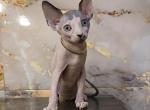 Orion - Sphynx Kitten For Sale - Mundelein&comma; IL&comma; US