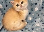 Leo - British Shorthair Kitten For Sale - Bellevue&comma; WA&comma; US