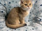 Lily - British Shorthair Kitten For Sale - Bellevue&comma; WA&comma; US