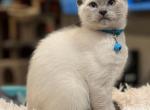 Rosie's Fall Liiter - Siamese Kitten For Sale - Ypsilanti&comma; MI&comma; US