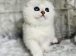 Louis - Scottish Fold Kitten For Sale - Kent&comma; WA&comma; US