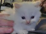 Junior - Minuet Kitten For Sale - Maryville&comma; TN&comma; US