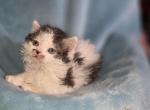 Mia - Munchkin Kitten For Sale - Gilbert&comma; AZ&comma; US