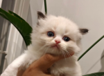 Ragdoll Bicolor Female - Ragdoll Kitten For Sale - Westborough&comma; MA&comma; US