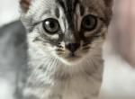 Gianna - Bengal Kitten For Sale - ME&comma; US