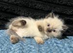 Franklin - Munchkin Kitten For Sale - West Branch&comma; MI&comma; US