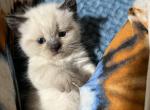 Girl lambkin - Munchkin Kitten For Sale - West Branch&comma; MI&comma; US