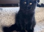 Cole - Maine Coon Kitten For Sale - Sioux Falls&comma; SD&comma; US
