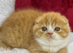 Carrot - Scottish Fold Kitten For Sale - Hollywood&comma; FL&comma; US