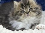 Chico - Scottish Straight Kitten For Sale - Hollywood&comma; FL&comma; US