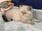 Himalayan shorthair blue point - Himalayan Kitten For Sale - Palm Coast&comma; FL&comma; US
