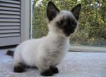 Cadyn Munchkin - Munchkin Kitten For Sale - AL&comma; US