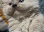 Little Laney - Munchkin Kitten For Sale - West Branch&comma; MI&comma; US