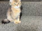 Tom - British Shorthair Kitten For Sale - Bellevue&comma; WA&comma; US