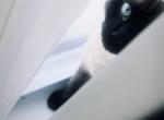 Snow ball - Siamese Cat For Sale - Newark&comma; NJ&comma; US
