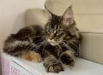 Nala - Maine Coon Cat For Sale - Philadelphia&comma; PA&comma; US