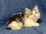 Pippa - Siberian Kitten For Sale - Milton Freewater&comma; OR&comma; US