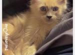 Blue point Siamese female - Siamese Kitten For Sale - Mullica Hill&comma; NJ&comma; US