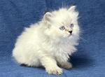 Quest - Siberian Cat For Sale - Milton Freewater&comma; OR&comma; US