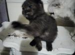 Little Brown - Scottish Fold Kitten For Sale - Elmhurst&comma; NY&comma; US