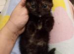 Brownie - Scottish Fold Kitten For Sale - Elmhurst&comma; NY&comma; US