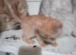 Little Orange - Scottish Straight Kitten For Sale - Elmhurst&comma; NY&comma; US