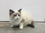 Zachary - Ragdoll Kitten For Sale - Lebanon&comma; PA&comma; US