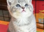 Luna - Scottish Straight Kitten For Sale - Chicago&comma; IL&comma; US