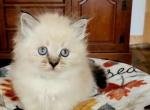 Huey - Siberian Kitten For Sale - VA&comma; US