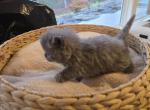 Persian Female Blue Kitten - Persian Kitten For Sale - Stroudsburg&comma; PA&comma; US