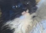 Katie of Donnelly - Maine Coon Kitten For Sale - Port Clinton&comma; OH&comma; US