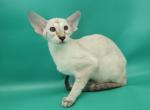 Blue moon - Siamese Kitten For Sale - Pembroke Pines&comma; FL&comma; US