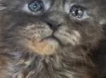 Charlie of Donnelly - Maine Coon Kitten For Sale - Port Clinton&comma; OH&comma; US
