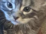 Aiden of Donnelly - Maine Coon Kitten For Sale - Port Clinton&comma; OH&comma; US