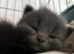Ole   polydactyl Maine Coonish male - Polydactyl Kitten For Sale - WI&comma; US