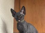 F1 Devon Rex Solid Black Male - Sphynx Kitten For Sale - Saint Petersburg&comma; FL&comma; US