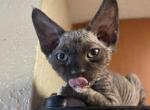 F1 Devon Rex Black White Tuxedo Male - Devon Rex Kitten For Sale - Saint Petersburg&comma; FL&comma; US
