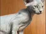 F1 Devon Rex Grey White Tuxedo Male - Devon Rex Kitten For Sale - Saint Petersburg&comma; FL&comma; US