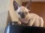 F1 Devon Rex Seal Point Male - Sphynx Kitten For Sale - Saint Petersburg&comma; FL&comma; US