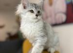 Lilac the ragcoon - Maine Coon Kitten For Sale - Saugerties&comma; NY&comma; US