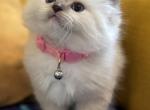Marshmallow - Ragdoll Kitten For Sale - Saugerties&comma; NY&comma; US
