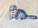 I'm reserved - Exotic Cat For Sale - Conroe&comma; TX&comma; US