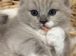 Donut - Ragdoll Kitten For Sale - Saugerties&comma; NY&comma; US