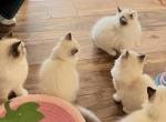 Rebeccas Ragdoll's - Ragdoll Kitten For Sale - Marysville&comma; WA&comma; US