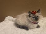 Ragdoll kittens - Ragdoll Kitten For Sale - Marysville&comma; WA&comma; US