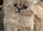 Himalayan Seal Lynx Point Boy - Himalayan Kitten For Sale - Germantown&comma; MD&comma; US